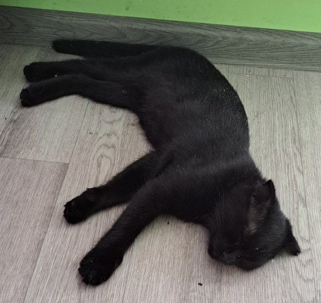 Кошак