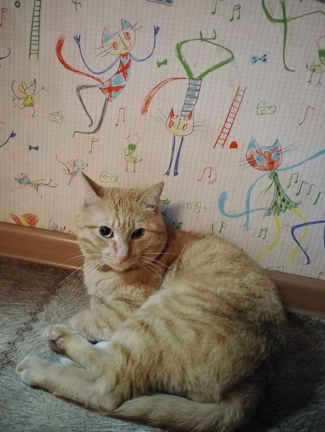 Забрал я всё-таки кота с дачи