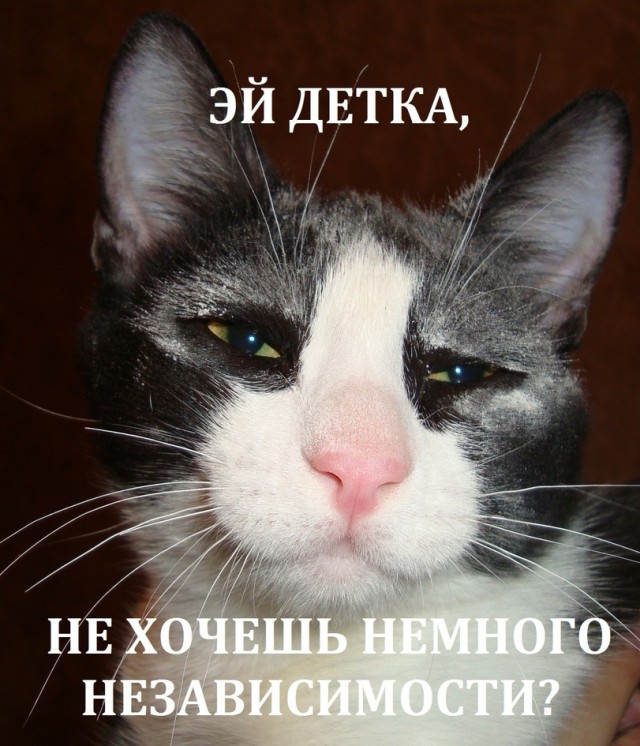 Было-стало, или как тусклый мир расцвёл при появлении котейки в доме