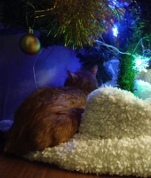 Новогодний кот