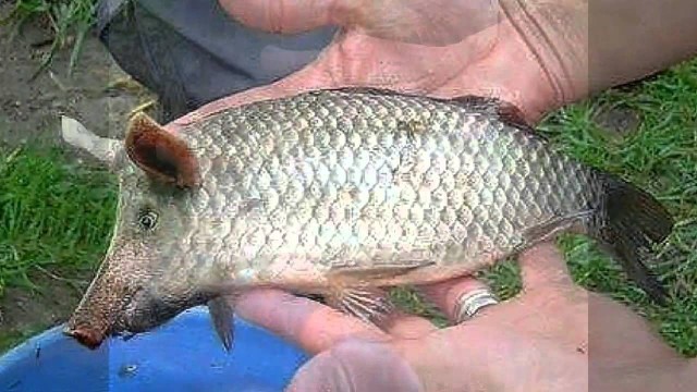 В Чёрном море впервые за полвека выловили редчайшую рыбу-свинью