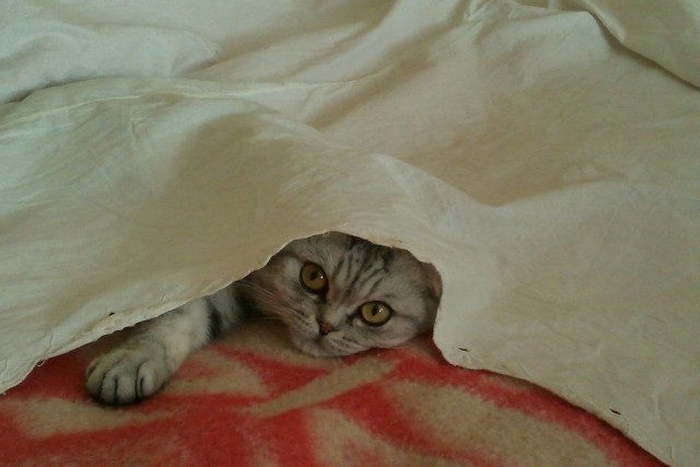 Котовторник 21.05.2013