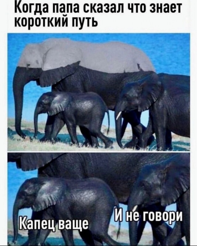 Весёлый полтишок 10.07.24