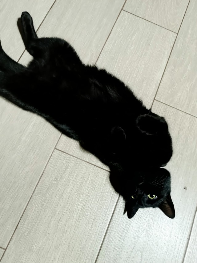 Мой кот