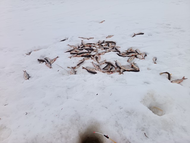 Судак онлайн