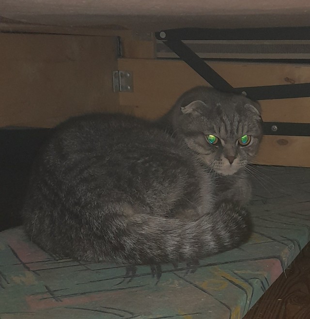 Моему коту Тому 2 года