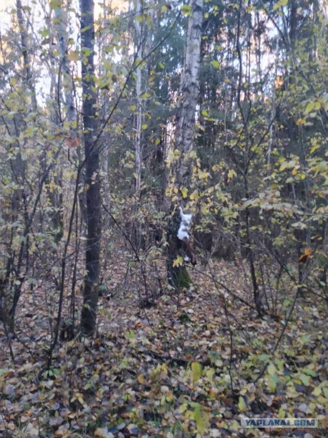 Жизнь домашнего приюта для котеек 561