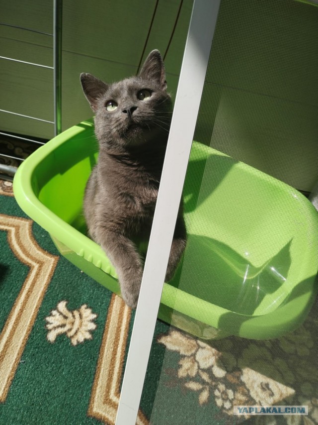 Котячечная