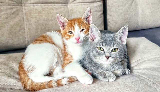 А котовторник уже пришёл?