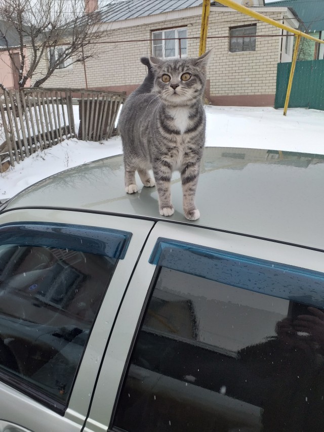 Хищник уснул с добычей