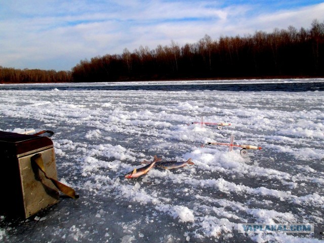 Фото с разных рыбалок