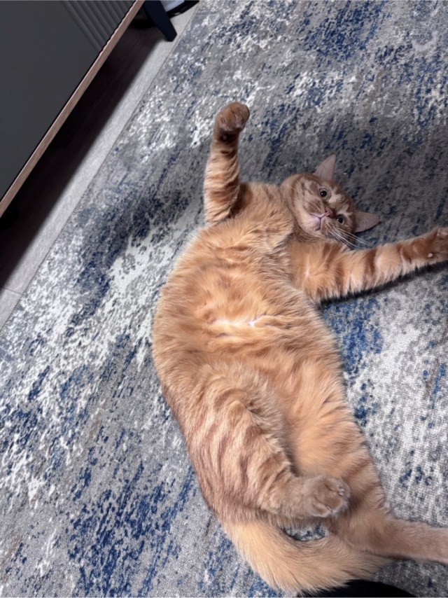Очередной котовторник