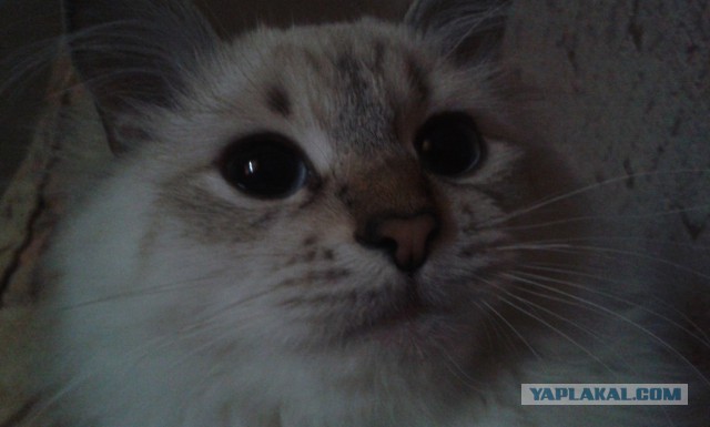 Котовторник 6.05.2014