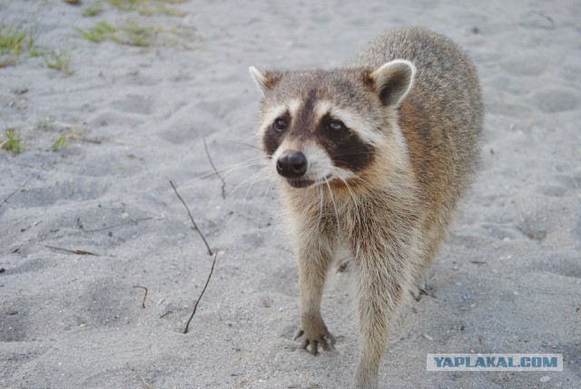 Каникулы во Флориде