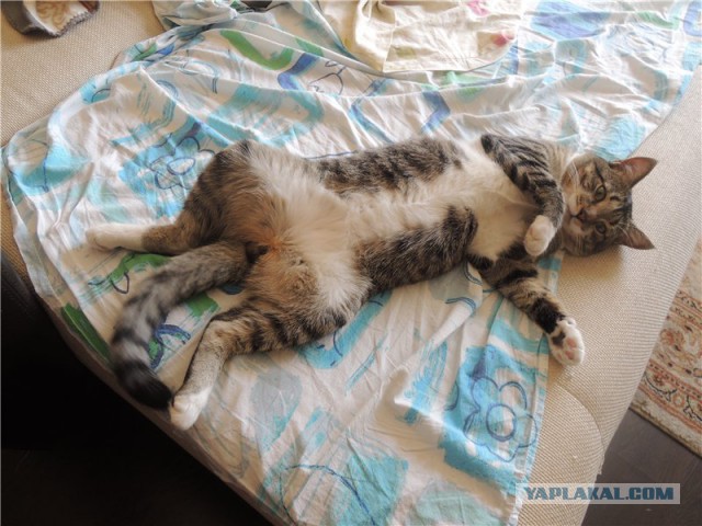Пост кота на ЯПе-2
