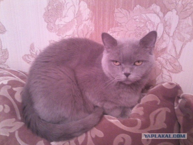 Котовторник 23.09.2014.