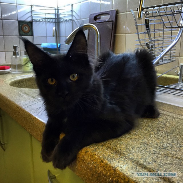 Котовторник 9.12.2014