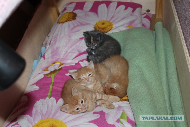 Котовторник 31.03.2015