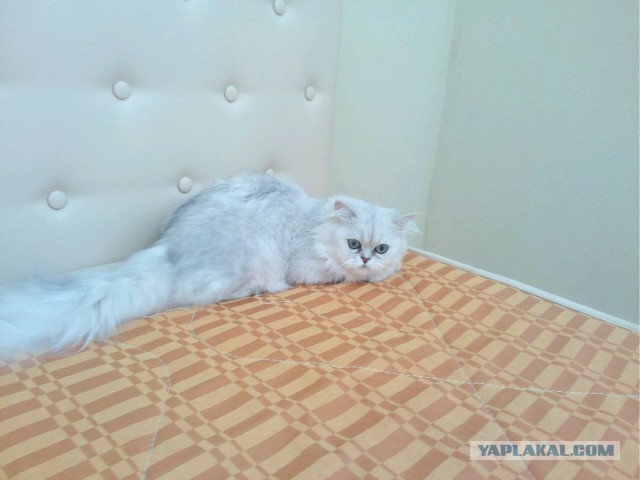 Котовторник 07 04 2015