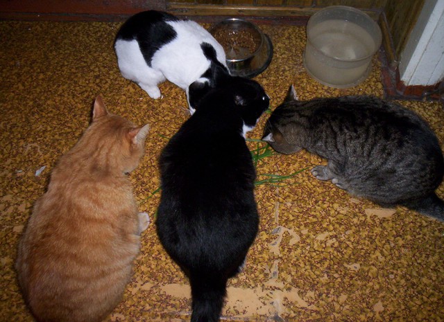 Котовторник  21.07.2015