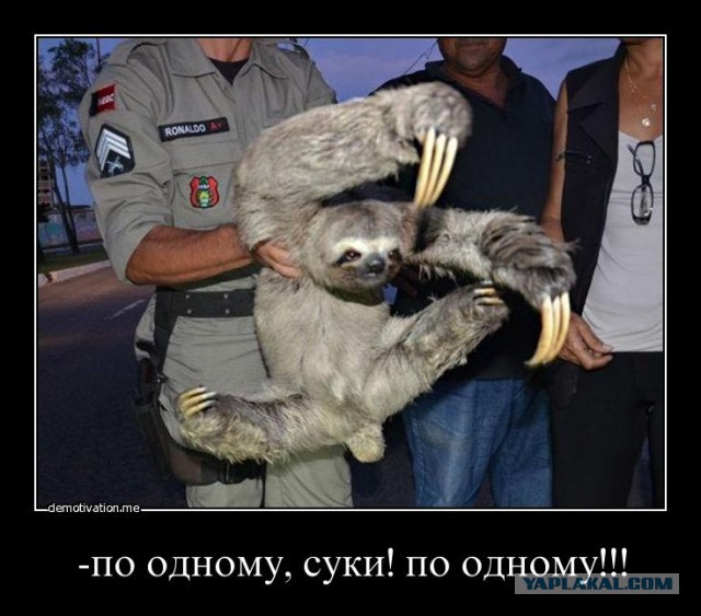 17 удивительных фактов о ленивцах
