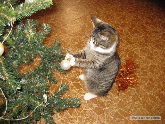 Собрание ТП