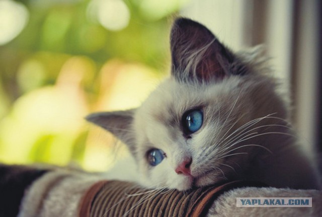 Котовторник 04.10.16