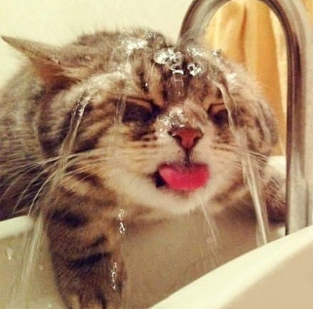 Упоротые коты.
