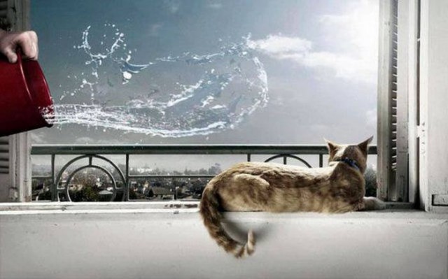 Коты и Кошки