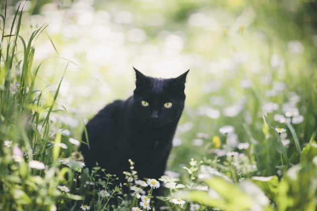 Коты и Кошки