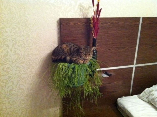 Коты и Кошки
