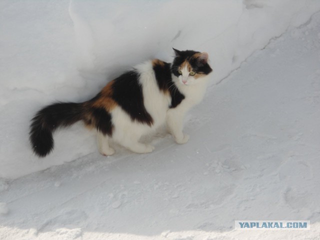 Котовторник 11.07.2017