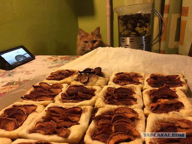 Котовторник 1.08.17