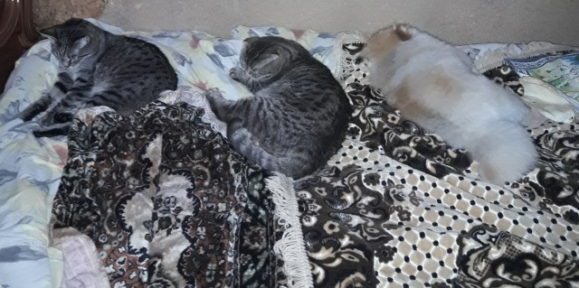 Котовторник 03.10.17.