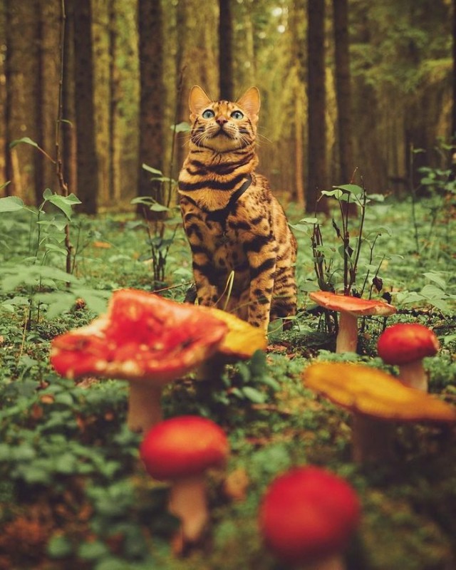 20 шикарных фотографий, в которых вся суть котов