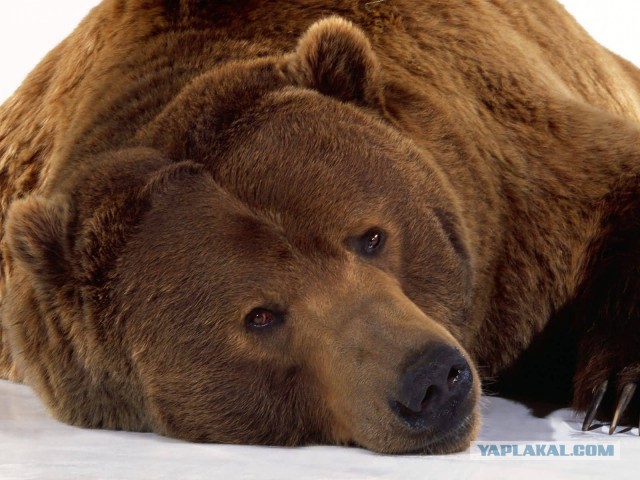 Жена не хочет развода