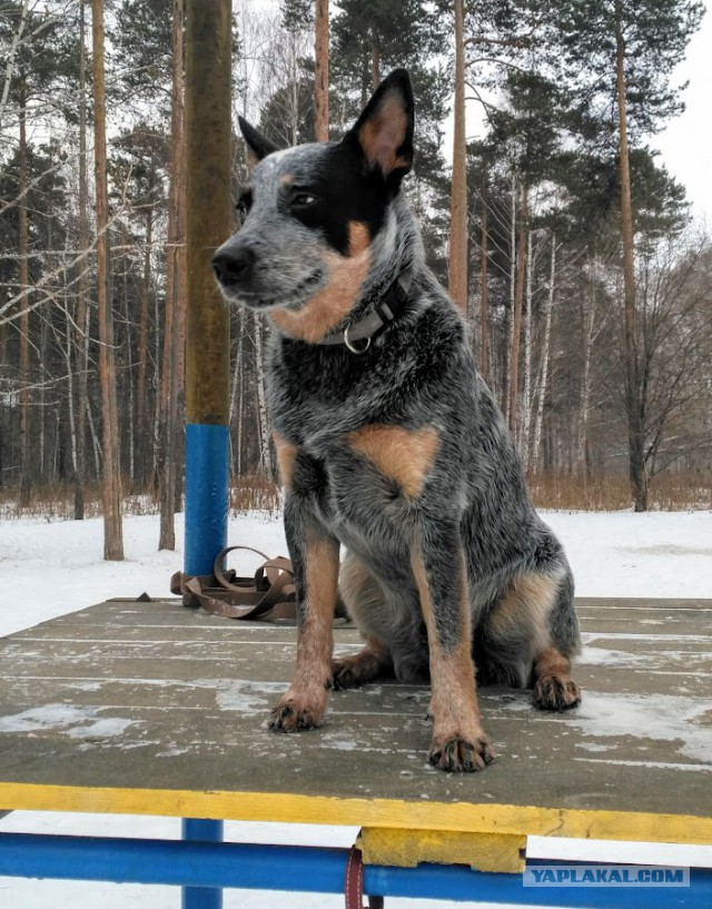 Сово-собако-четверг