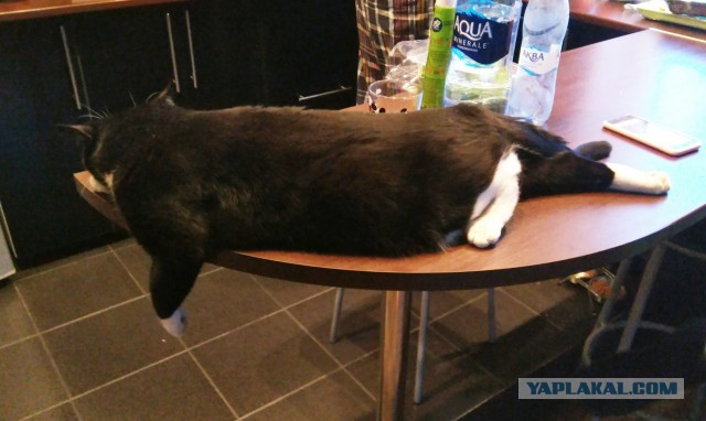 Котовторник 27.03.2018