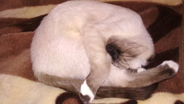 Котовторник 24.04.2018