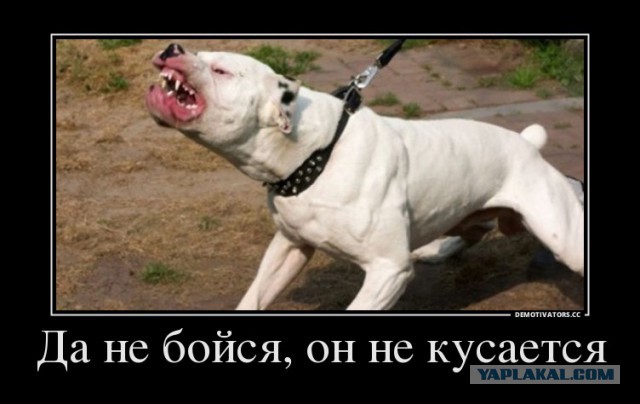 Собачки поигрались человеком