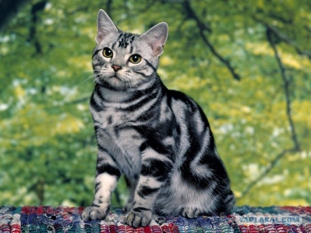Котовторник на ЯПлакалъ