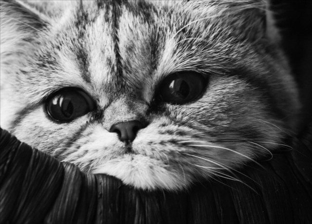 Коты на вторник на ЯПлакалъ (07.10.2008)