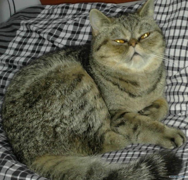 Суровый одноухий рыжий кот.