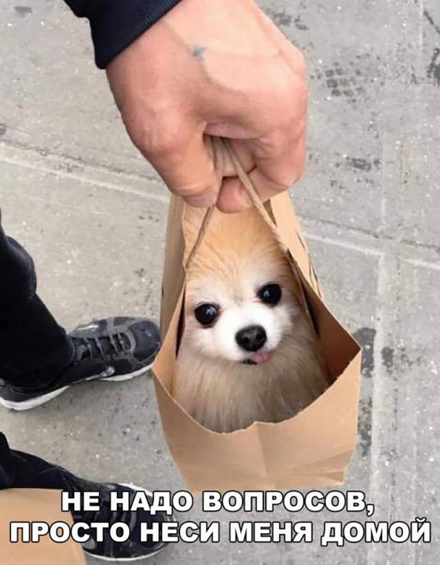 Прикольные картинки абавсём