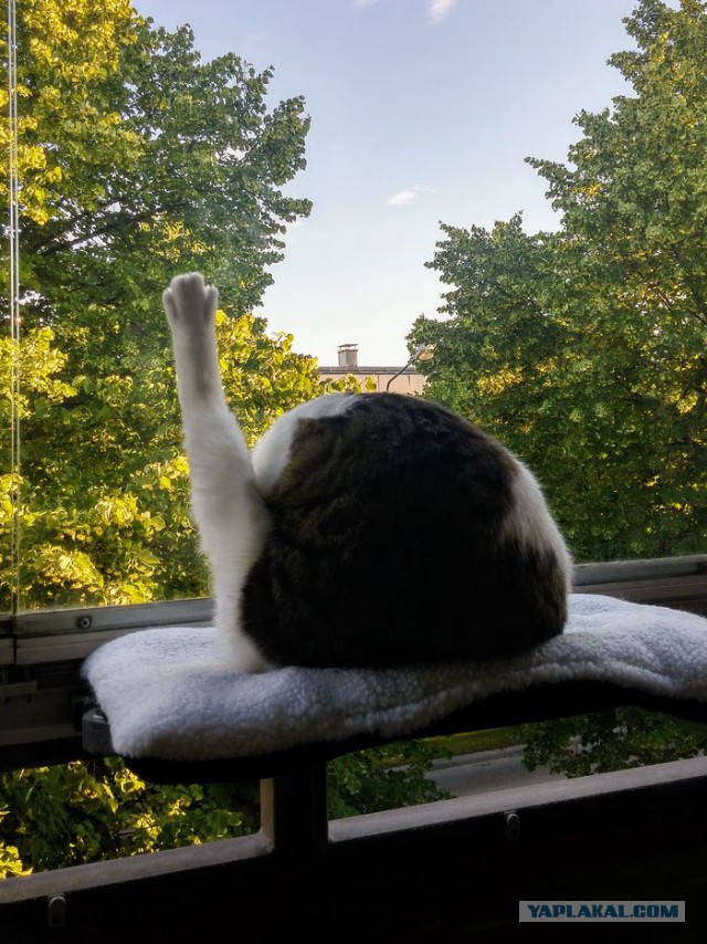 Немного милоты