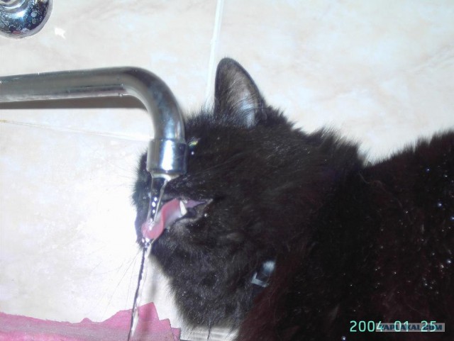 Кошачий язык