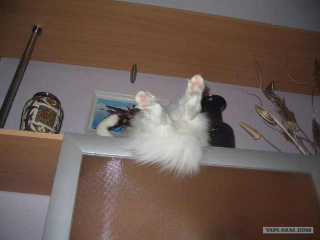 А вот котовторничек
