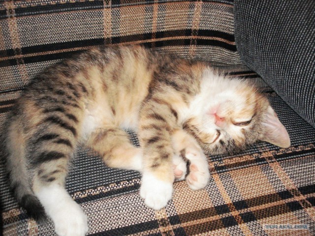 Котовторник - С праздником, котоводы!