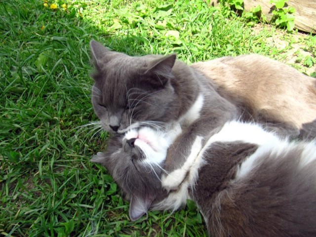Котовторник!