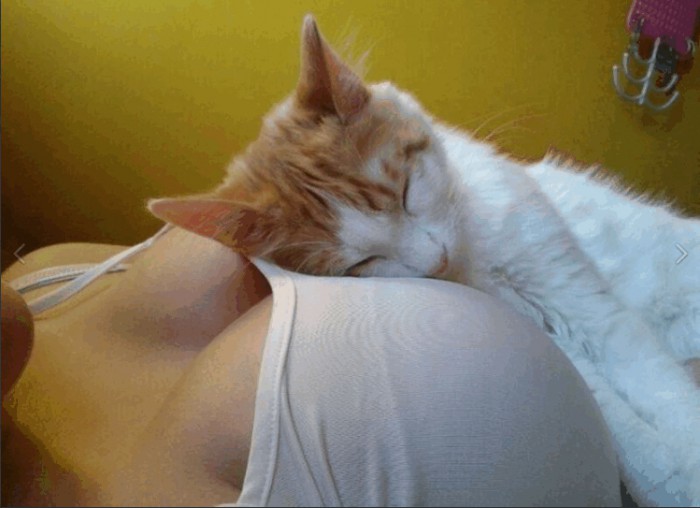 23 самых ленивых кота